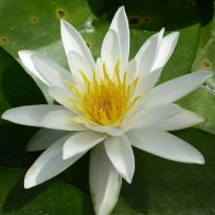 See more information about the Anglo Aquatics Nymphaea Alba 1 Litre