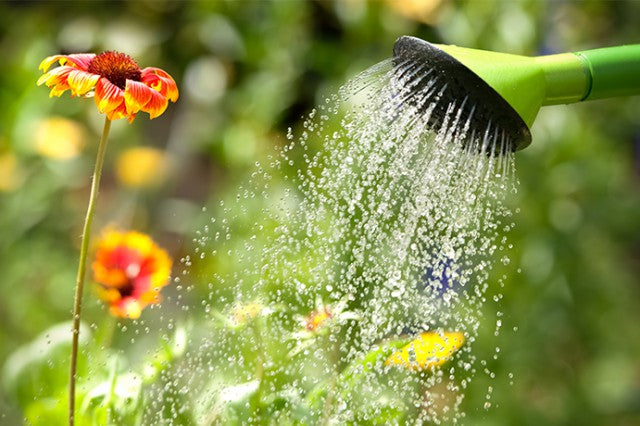 How To Take Care Of Your Garden During A Heatwave