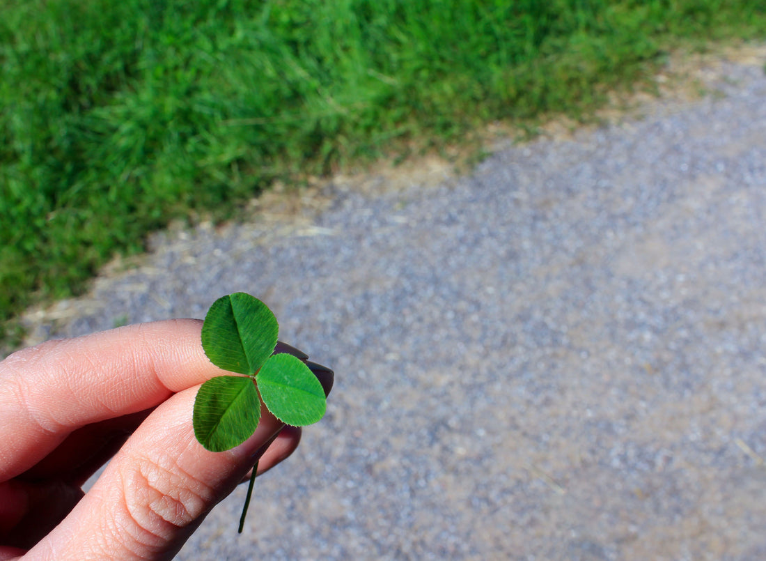 Fingers pinching a clover leaf with a pavement in the background