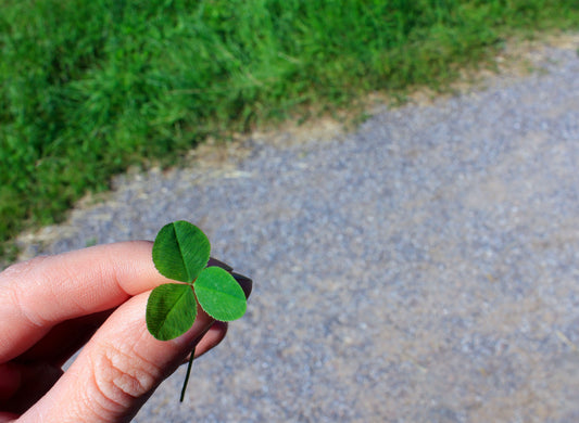 Fingers pinching a clover leaf with a pavement in the background