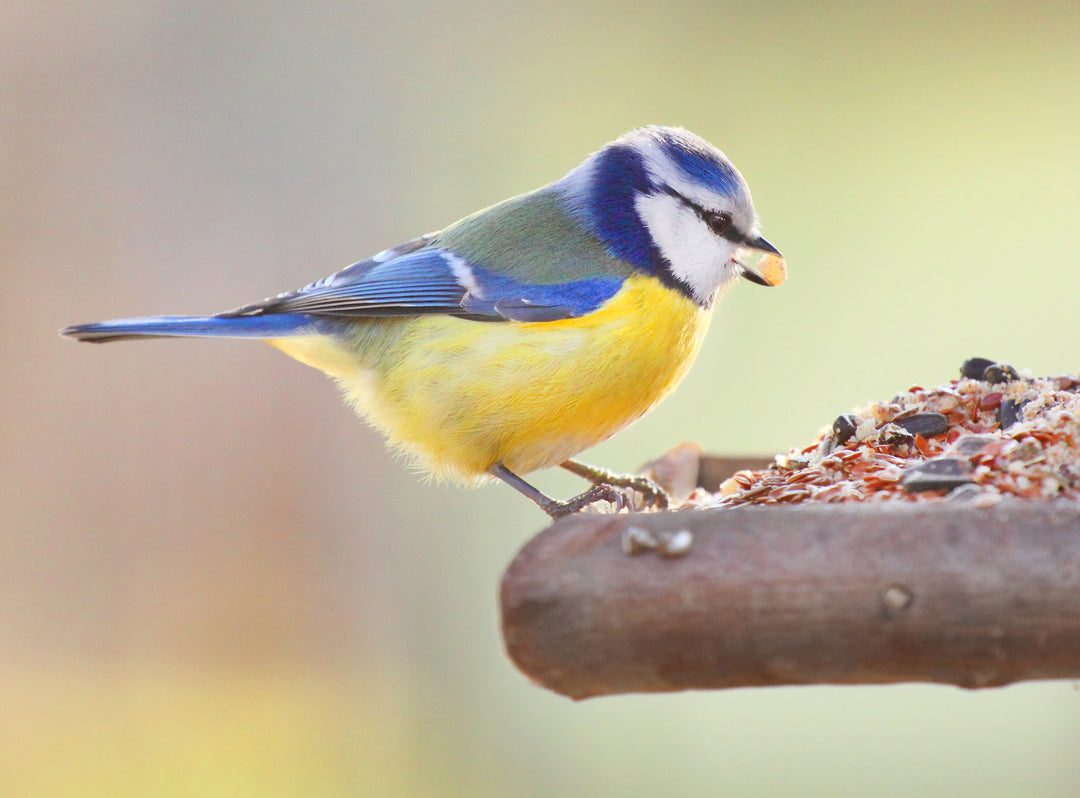 Ways to attract birds to your garden