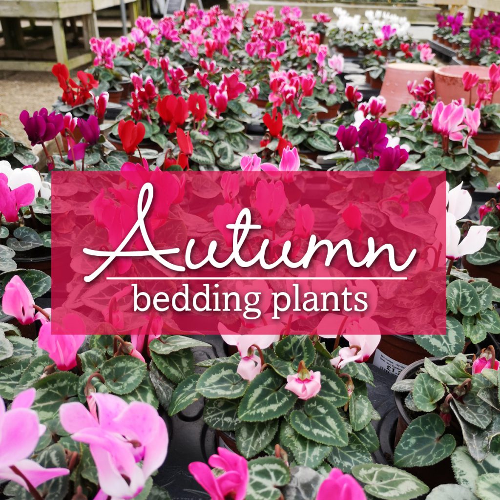 Garden Autumn Bedding Picks