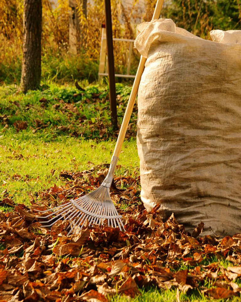 Garden Autumn Tidy