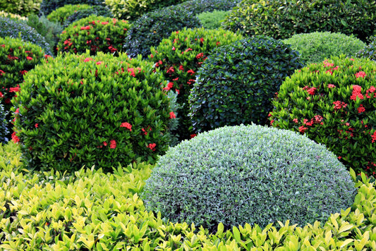 A Guide To Garden Shrubs