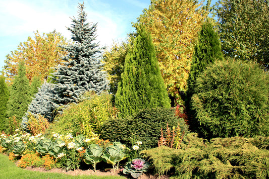 Conifers, the gardener’s best friend?