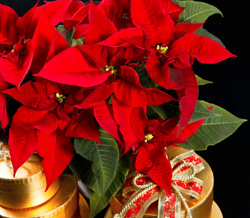 A Guide How To Get The Best From Your Poinsettia