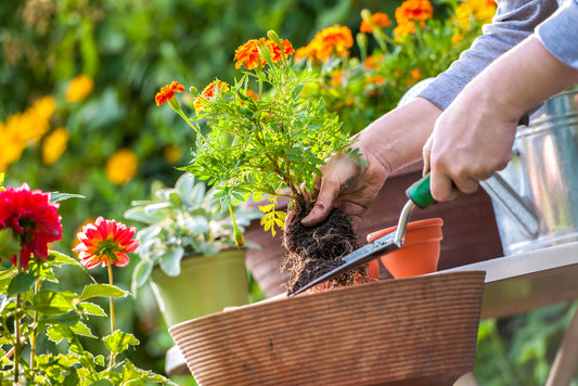 A Guide To Garden Design