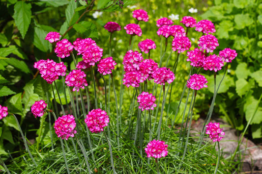 A Guide To Alpines and Heathers