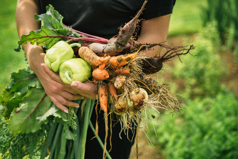 A Guide To How Grow Your Own Vegetables