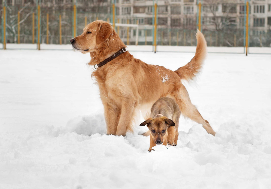 Keeping Your Pets Comfortable This Winter