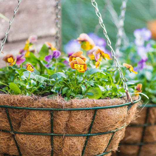 A Guide To Planting A Hanging Basket