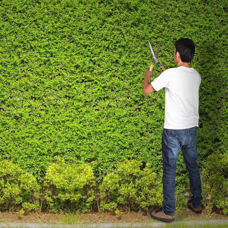 Guide To Garden Hedging