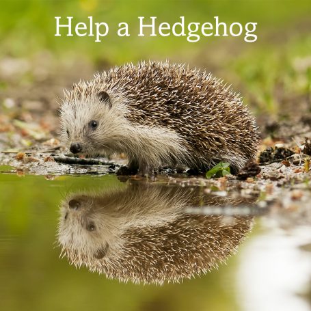 Help A Hedgehog