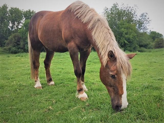 Horse Feed Advice - Feeding A Good Doer