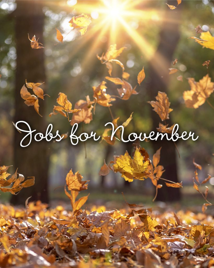 Garden Jobs for November