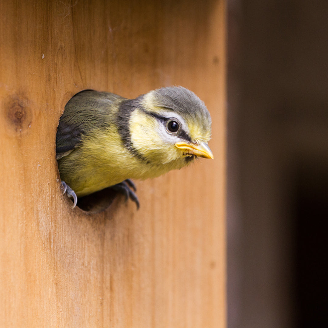 Which Birds Use Which Nest Boxes?