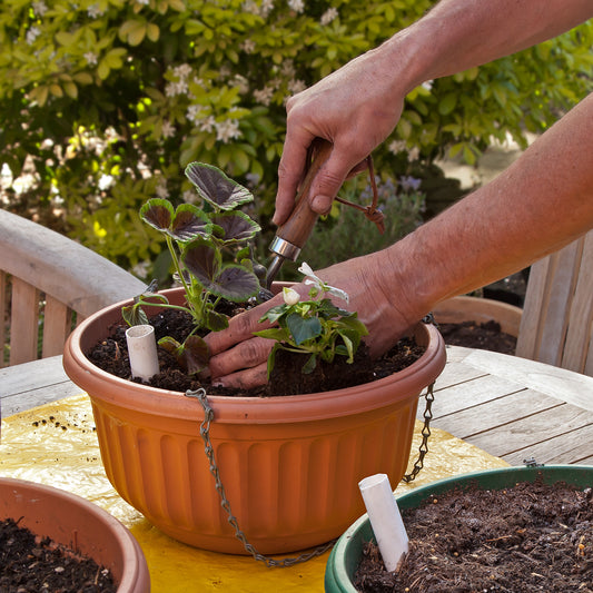 A Guide To Plant A Hanging Basket