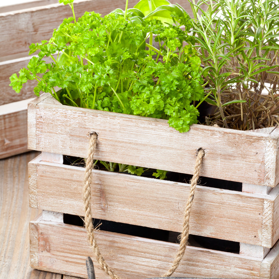 Plant a Herb Container