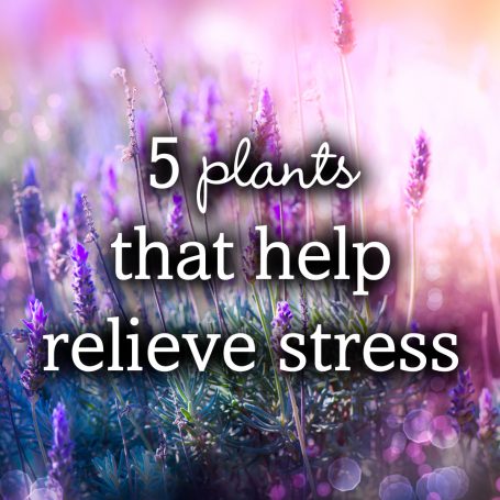 5 Plants That Help Relieve Stress