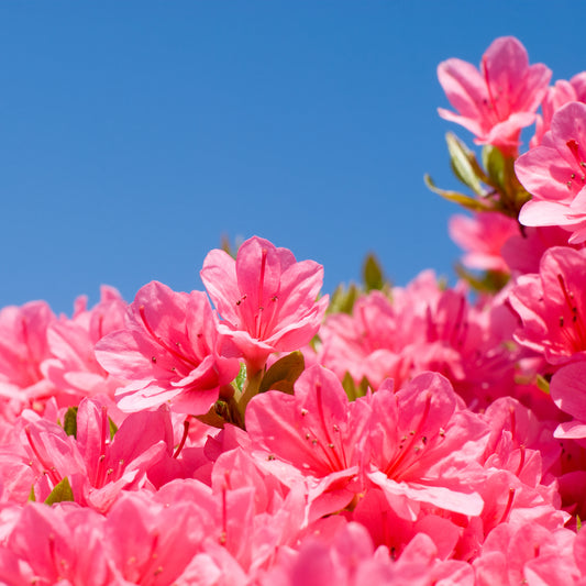 A Guide How To Grow Rhododendrons and Azaleas