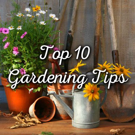 Top 10 Gardening Tips