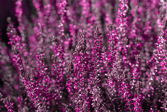 Vibrant dark pink heather plant, close up of the flowers and petals.