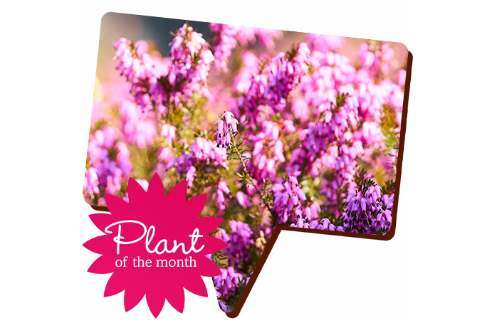 Speech bubble shaped image of some alpine pink flowers with a flower shaped stamp saying "plant of the month"