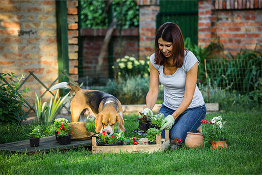 Lady kneeling down and sorting potted perennials in a garden with a beagle dog next to her