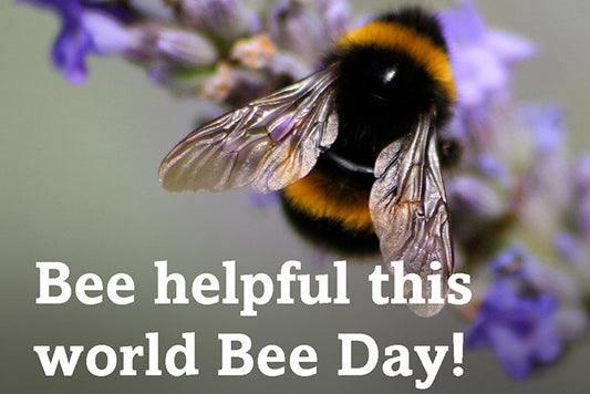 A close up of a bee on a lavender plant with the title "Bee helpful this World Bee Day"