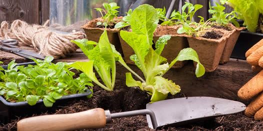 The Essential Gardening Tips For Beginners