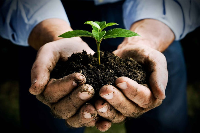 Two adult hands cupping a large amount of dark soil with a small seedling growing