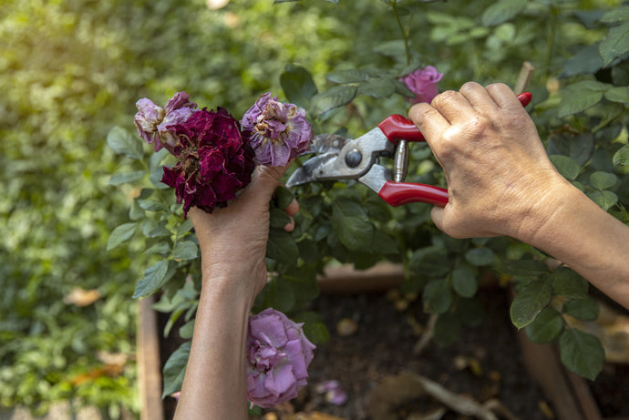 Pair of hands using secateurs to dead head roses