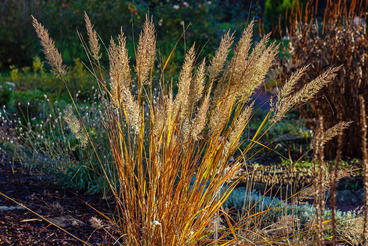 Ornamental grass in a winter garden that is dry and needs cutting back.