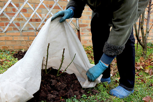 Person covering bare root in a garden with a fleece protective cover