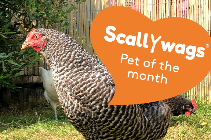 Beautiful black and grey speckled chicken with an orange heart saying "Scallywags Pet of the Month"