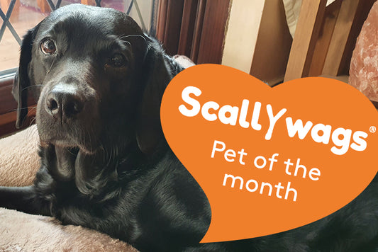 Scallywags pet of the month for february - Lara the labradoodle