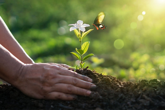 hands cradling a freshly planted flower with a butterfly landing on the petals