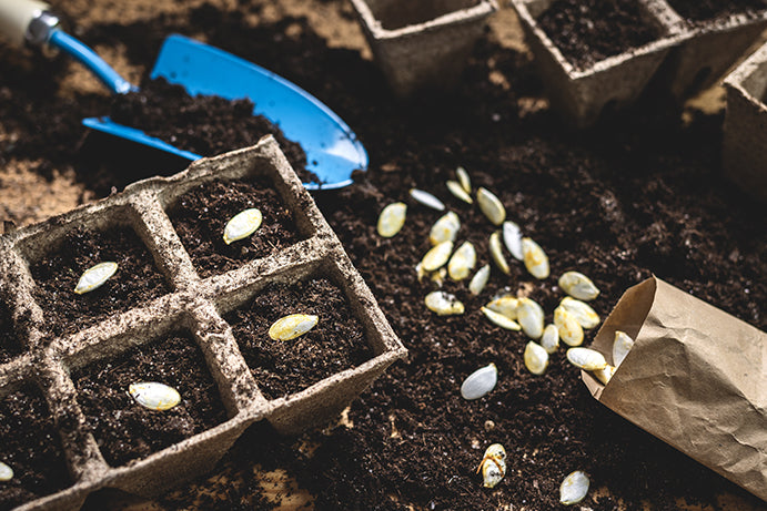 pack of seeds open on a tabletop with compost and filled biodegradable plant pots