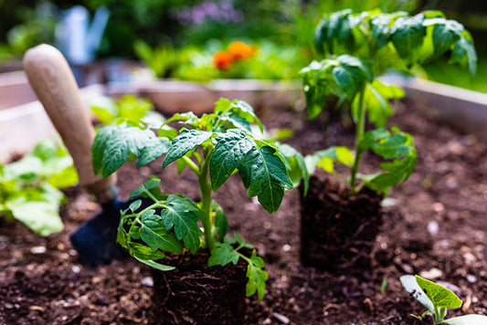 Young tomato plants sitting on top of a compost bed, ready to be planted