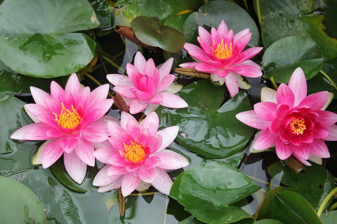 pink water lilies on a pond surface