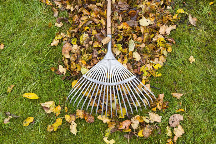 metal rake sweeping up fallen brown leaves on grass