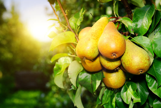 Pears growing on a tree branch at sunset