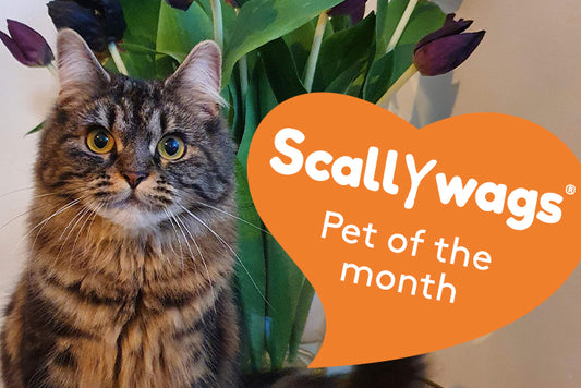 Beautiful cat facing the camera with an orange heart saying "scallywags pet of the month"