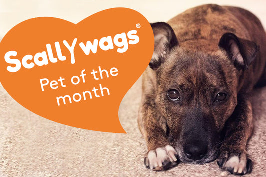 Dog lying down and facing the camera with an orange heart saying Scallywags Pet of the Month