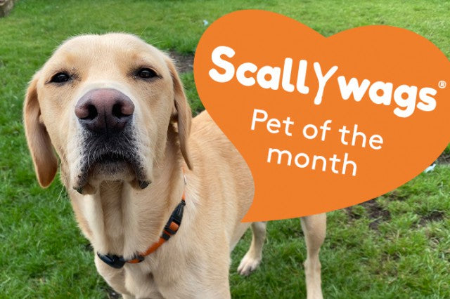 Scallywags Pet Of The Month - November