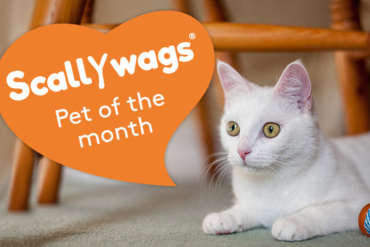 White cat with title "Scallywags Pet of the Month