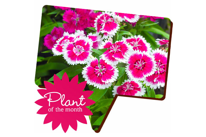 Bright pink dianthus flowers in a speech bubble shape with a stamp saying plant of the month