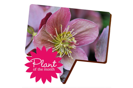 An upclose of lilac hellebore flower in a speech bubble