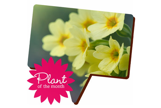 Upclose image of yellow primrose flowers in a speech bubble marked as plant of the month