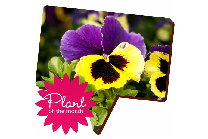 Yellow and purple pansy flowers labelled plant of the month